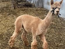 alpaca male
