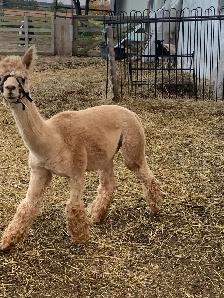 alpaca male - Photo 2