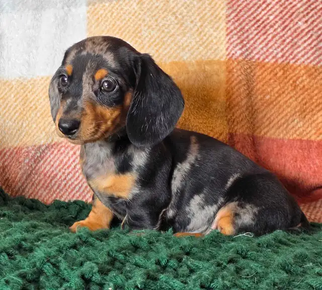 Miniature Dachshund Puppies
