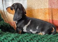 Miniature Dachshund Puppies - Photo 2