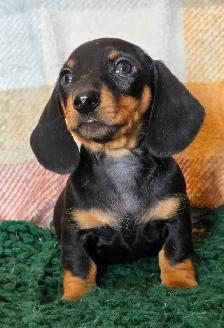 Miniature Dachshund Puppies - Photo 3