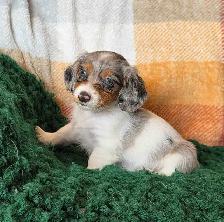 Miniature Dachshund Puppies - Photo 4