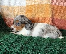Miniature Dachshund Puppies - Photo 5