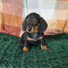 Miniature Dachshund Puppies - Photo 6