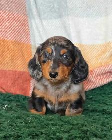 Miniature Dachshund Puppies - Photo 7