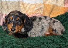 Miniature Dachshund Puppies - Photo 8