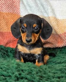 Miniature Dachshund Puppies - Photo 9