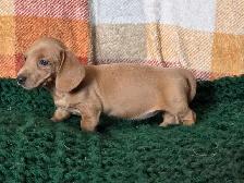 Miniature Dachshund Puppies - Photo 10