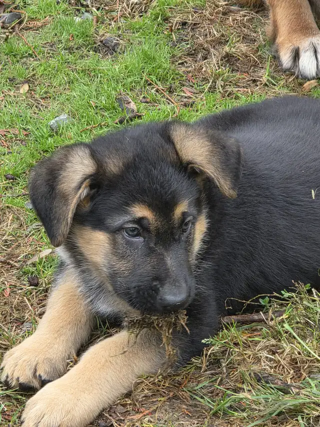 Beautiful German Shepherd Puppies for Sale
