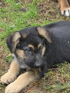 Beautiful German Shepherd Puppies for Sale