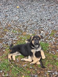 Beautiful German Shepherd Puppies for Sale - Photo 2