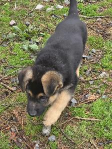 Beautiful German Shepherd Puppies for Sale - Photo 3