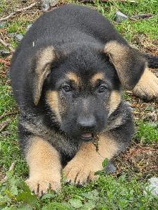 Beautiful German Shepherd Puppies for Sale - Photo 4