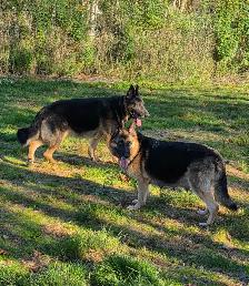Beautiful German Shepherd Puppies for Sale - Photo 6