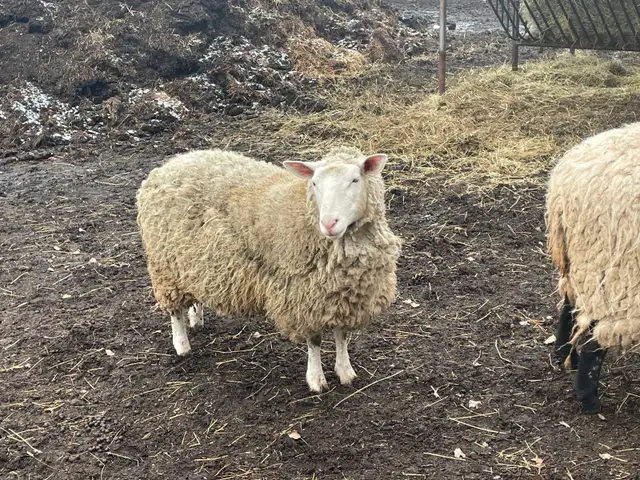 Ewes for sale