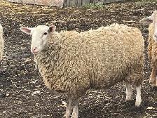 Ewes for sale - Photo 2