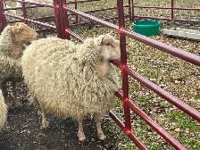 Ewes for sale - Photo 3