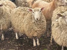 Ewes for sale - Photo 4