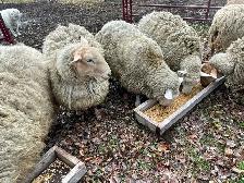 Ewes for sale - Photo 5