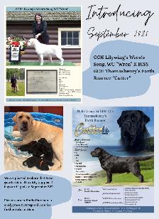 CKC Registered Labrador Puppies