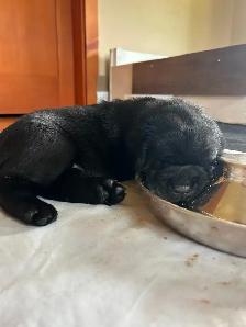 CKC Registered Labrador Puppies - Photo 4