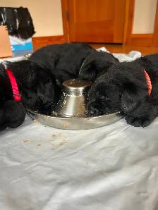 CKC Registered Labrador Puppies - Photo 5