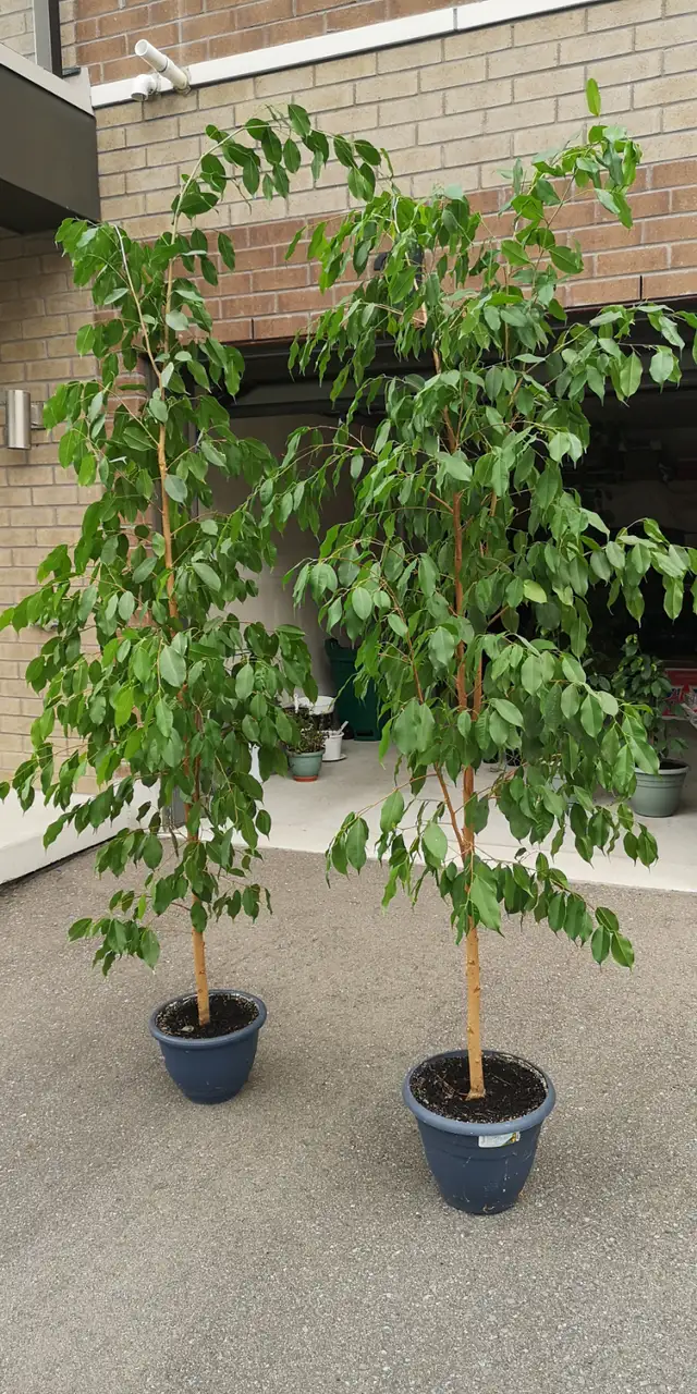 Weeping fig (Ficus tree) for sale, $90 up
