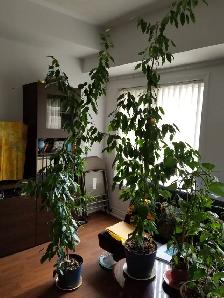 Weeping fig (Ficus tree) for sale, $90 up - Photo 2