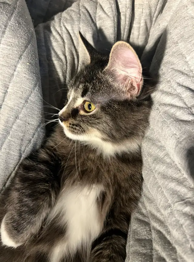 Adorable ragdoll-mix kitten