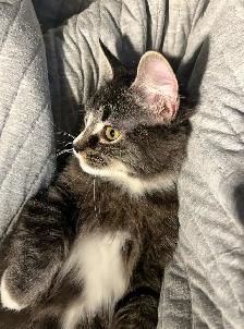 Adorable ragdoll-mix kitten