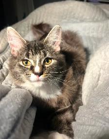 Adorable ragdoll-mix kitten - Photo 2