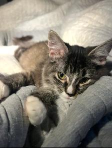 Adorable ragdoll-mix kitten - Photo 3
