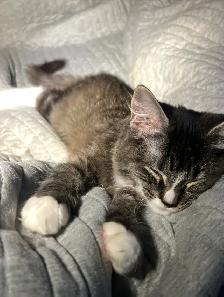 Adorable ragdoll-mix kitten - Photo 4