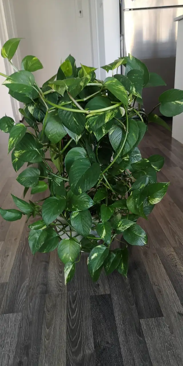 Pothos (Indoor plant) for sale, $50