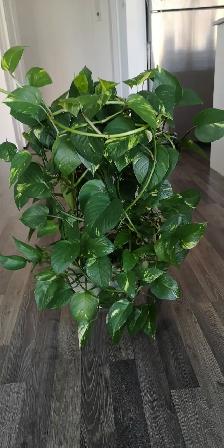 Pothos (Indoor plant) for sale, $50