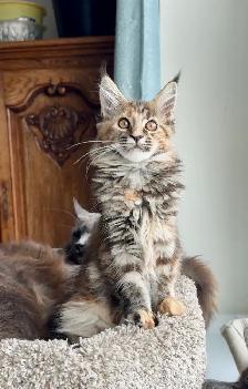 Purebred Maine Coon Kittens – Now Open for Reservation! - Photo 2