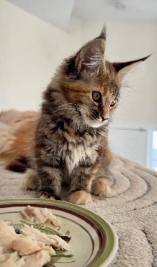 Purebred Maine Coon Kittens – Now Open for Reservation! - Photo 5