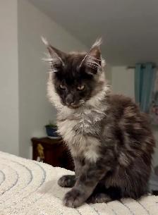 Purebred Maine Coon Kittens – Now Open for Reservation! - Photo 10