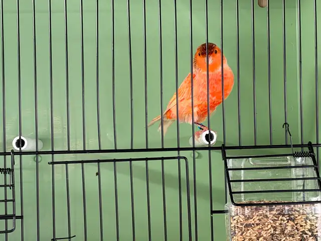 Male Red Factor Canary