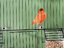 Male Red Factor Canary