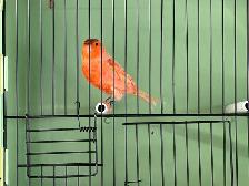 Male Red Factor Canary - Photo 2