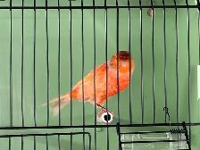 Male Red Factor Canary - Photo 3