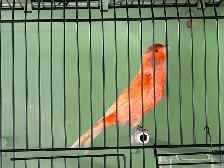 Male Red Factor Canary - Photo 4