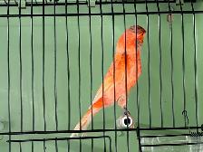 Male Red Factor Canary - Photo 5