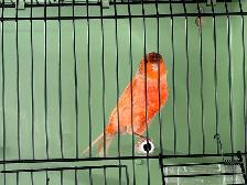 Male Red Factor Canary - Photo 6