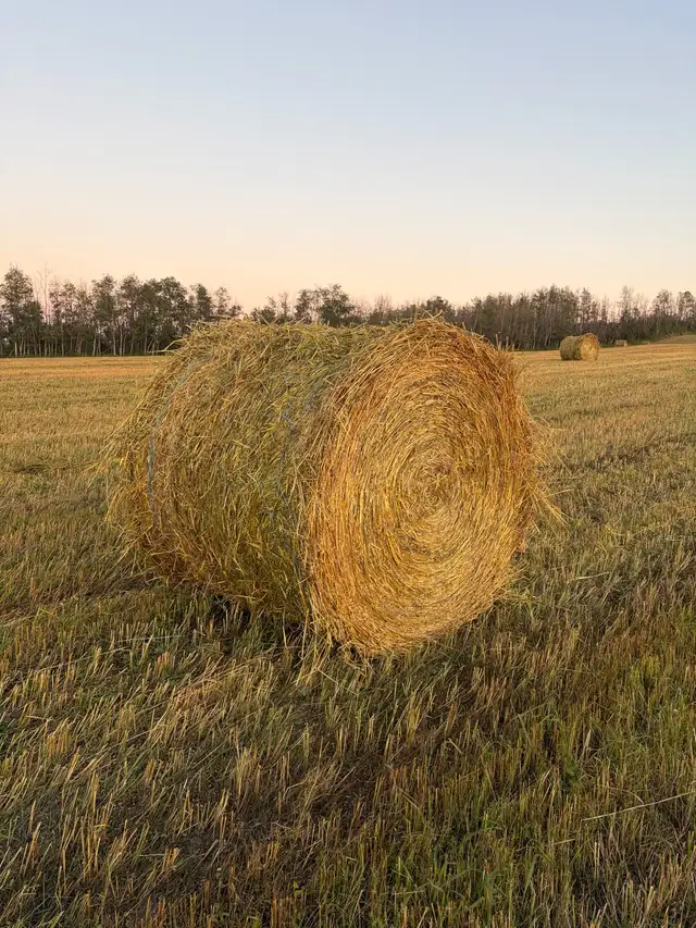 Oat Greenfeed