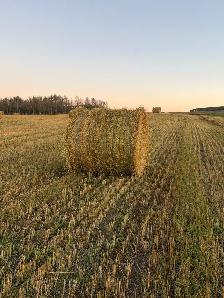 Oat Greenfeed - Photo 2