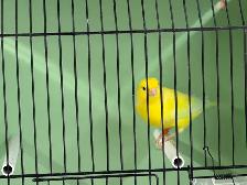 Male Yellow Canary