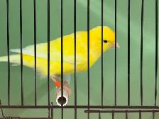 Male Yellow Canary - Photo 2