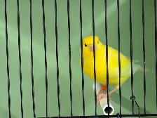 Male Yellow Canary - Photo 3